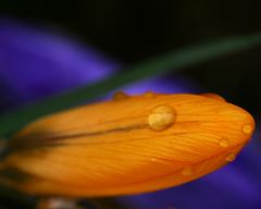 Tapeta Nature Flowers 190.jpg